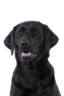 Labradors: DOG. Labrador Retriever ( Black ) portrait, head