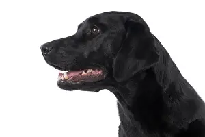Profiles: DOG. Labrador Retriever ( Black ) portrait, head