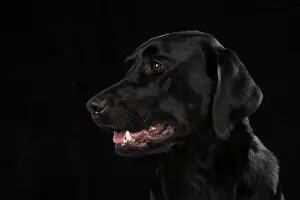 Profiles: DOG. Labrador Retriever ( Black ) portrait, head
