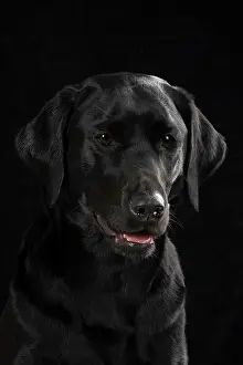 Labradors: DOG. Labrador Retriever ( Black ) portrait, head