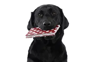 Note: DOG. Labrador Retriever ( Black ) sitting, holding
