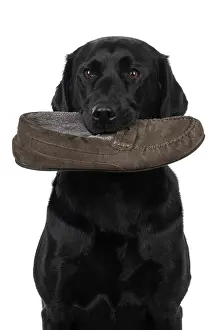 Slipper: DOG. Labrador Retriever ( Black ) sitting, holding