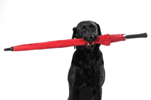 Umbrella: DOG. Labrador Retriever ( Black ) sitting, holding