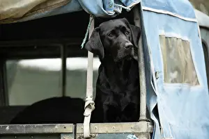 Motor: DOG. Labrador Retriever ( Black ) sitting, looking