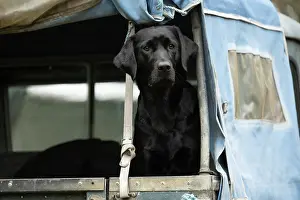 Motor: DOG. Labrador Retriever ( Black ) sitting, looking