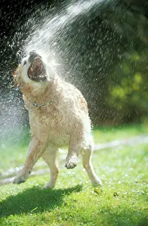 Hosepipes: DOG - Labrador Retriever - enjoying a hosepipe shower