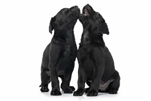 Howling: DOG. Labrador Retriever puppies, x2, black, 7 weeks
