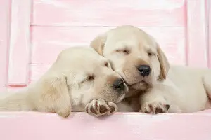Wooden: DOG. Labrador retriever puppies asleep in a wooden box