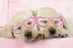 070221: DOG. Labrador retriever puppies asleep in a wooden box weari
