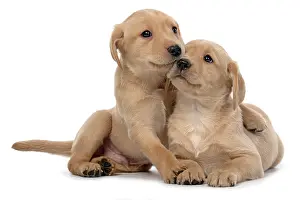 Embracing: DOG. Labrador Retriever puppies, x2 sitting together