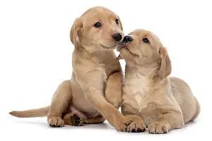 Embracing: DOG. Labrador Retriever puppies, x2 sitting together