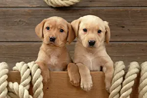 Paws: DOG. Labrador Retriever puppies, x2, yellow, 7