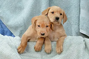 Towel: DOG. Labrador Retriever puppies, x2, yellow, 7