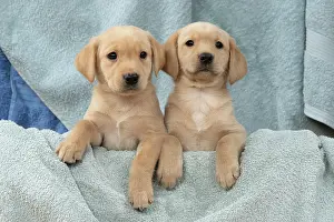 Beige: DOG. Labrador Retriever puppies, x2, yellow, 7