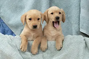 Beige: DOG. Labrador Retriever puppies, x2, yellow, 7