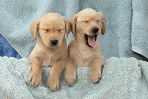 Beige: DOG. Labrador Retriever puppies, x2, yellow, 7
