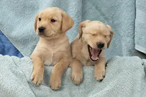 Beige: DOG. Labrador Retriever puppies, x2, yellow, 7