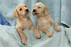 Beige: DOG. Labrador Retriever puppies, x2, yellow, 7