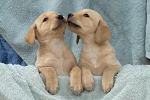 Beige: DOG. Labrador Retriever puppies, x2, yellow, 7