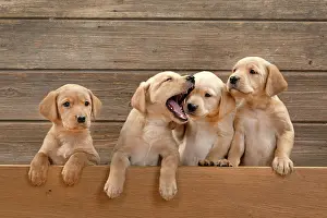 Wooden: DOG. Labrador Retriever puppies, x4, yellow, 7