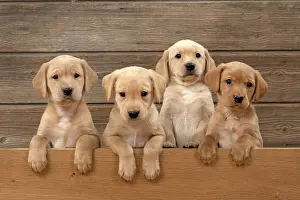 Wooden: DOG. Labrador Retriever puppies, x4, yellow, 7