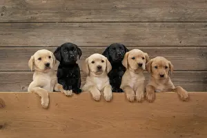 Leaning: DOG. Labrador Retriever puppies, x6 sitting together