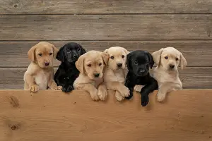 Leaning: DOG. Labrador Retriever puppies, x6 sitting together