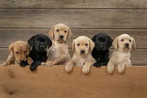 Leaning: DOG. Labrador Retriever puppies, x6 sitting together