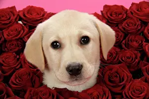 Roses: DOG. Labrador Retriever puppy ( 9 wks old )