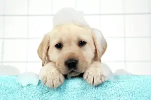 Soap: DOG. Labrador retriever puppy with in bath with soap bubbles