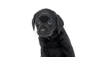 Shoulders: DOG. Labrador Retriever puppy, black, 7 weeks old