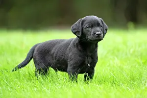 Labradors: DOG. Labrador Retriever puppy, black, 7 weeks old