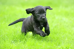 Labradors: DOG. Labrador Retriever puppy, black, 7 weeks old
