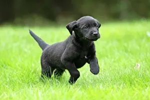 Labradors: DOG. Labrador Retriever puppy, black, 7 weeks old