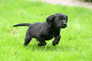 Labradors: DOG. Labrador Retriever puppy, black, 7 weeks old