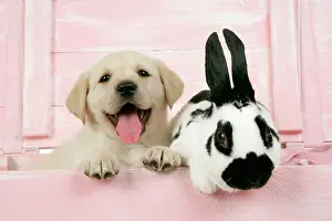 Wooden: DOG. Labrador retriever puppy & English rabbit