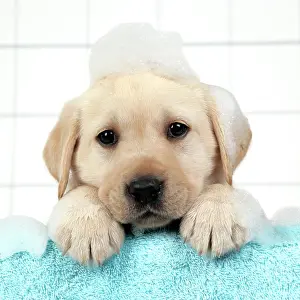 Soap: DOG. Labrador retriever puppy with soap bubbles