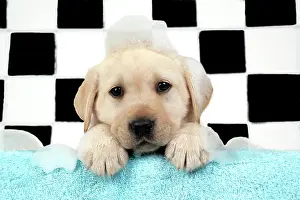 Soap: DOG. Labrador retriever puppy with soap bubbles