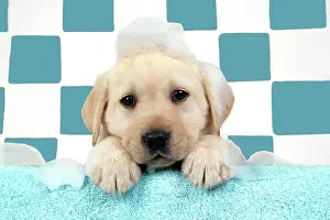 Soap: DOG. Labrador retriever puppy with soap bubbles