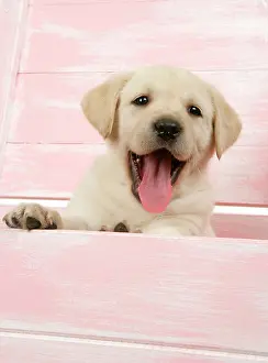 Wooden: DOG. Labrador retriever puppy in a wooden box