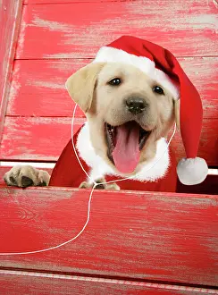 Headphones: DOG. Labrador retriever puppy in a wooden box dressed