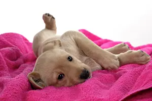 Rolling: DOG. Labrador Retriever puppy, yellow, 7 weeks old