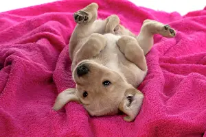 Rolling: DOG. Labrador Retriever puppy, yellow, 7 weeks old