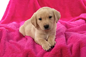 Towel: DOG. Labrador Retriever puppy, yellow, 7 weeks old