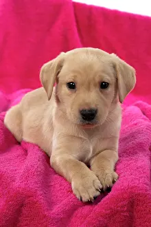 Towel: DOG. Labrador Retriever puppy, yellow, 7 weeks old