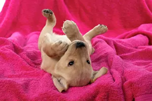 Rolling: DOG. Labrador Retriever puppy, yellow, 7 weeks old