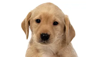 Embracing: DOG. Labrador Retriever puppy, yellow, 7 weeks old
