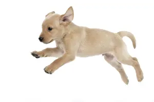 Leaping: DOG. Labrador Retriever puppy, yellow, 7 weeks old