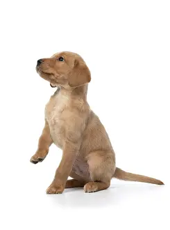 Lifting: DOG. Labrador Retriever puppy, yellow, 7 weeks old