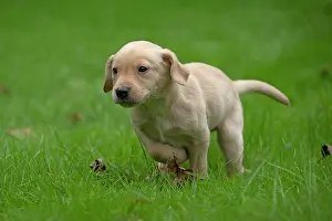 Beige: DOG. Labrador Retriever puppy, yellow, 7 weeks old